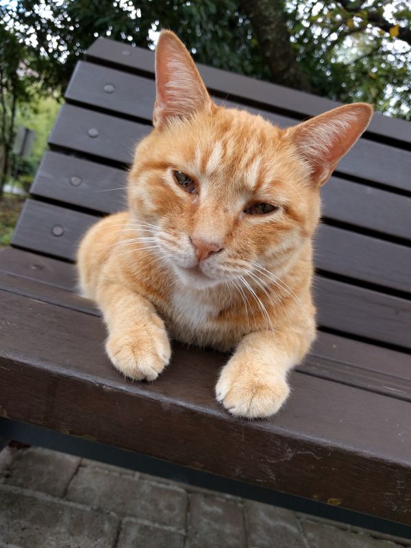 本日の看板猫