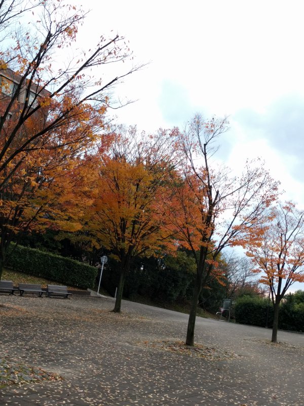 秋の季節