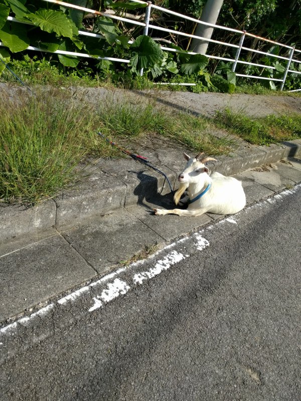 山羊さん