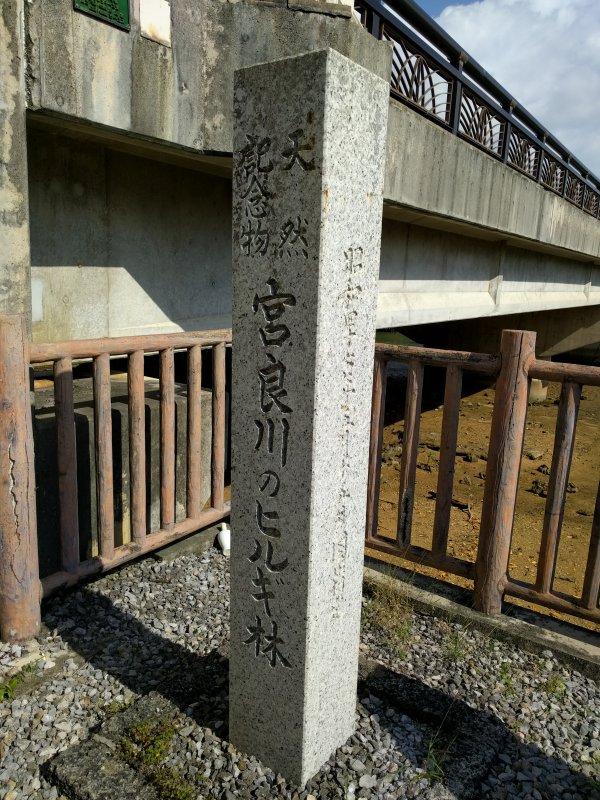 宮良川のヒルギ林