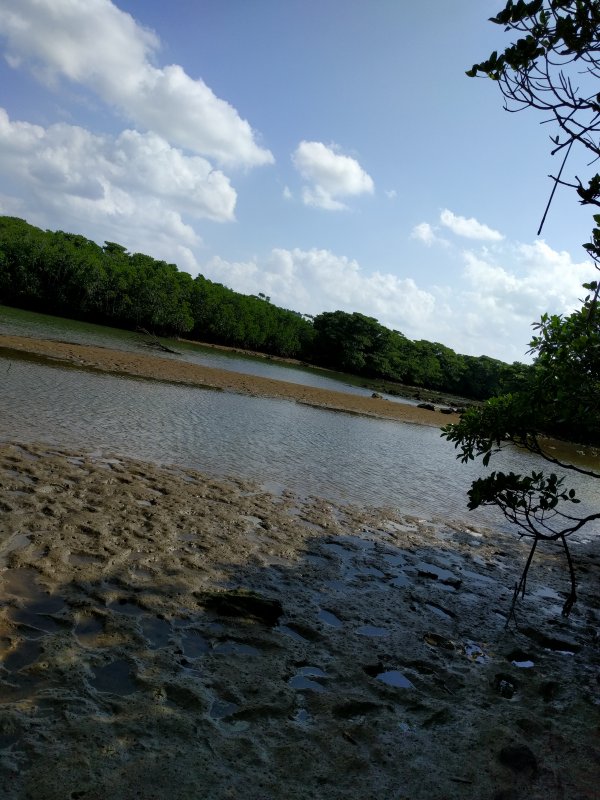 引き潮気味の風景