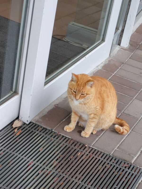 本日の看板猫