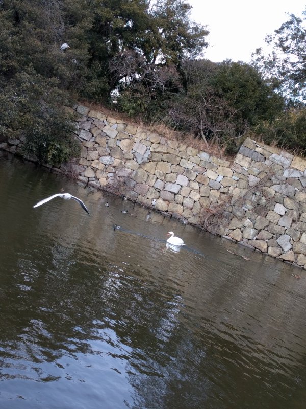 白鳥の追っかけ