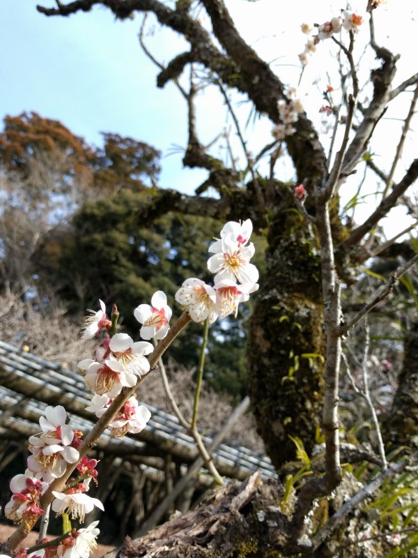 梅の花