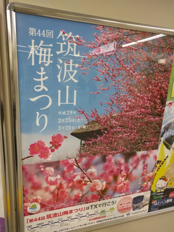筑波山梅まつり