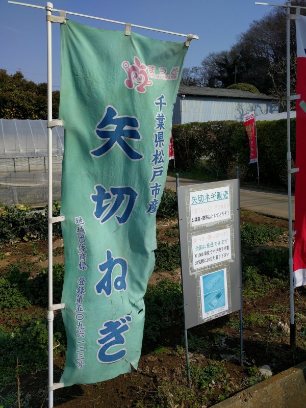 矢切ねぎ