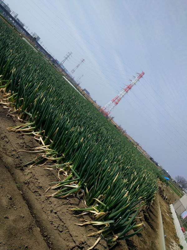 ねぎ畑