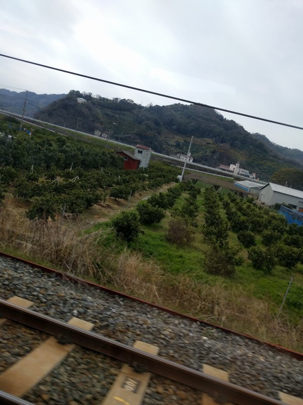 みかんの木