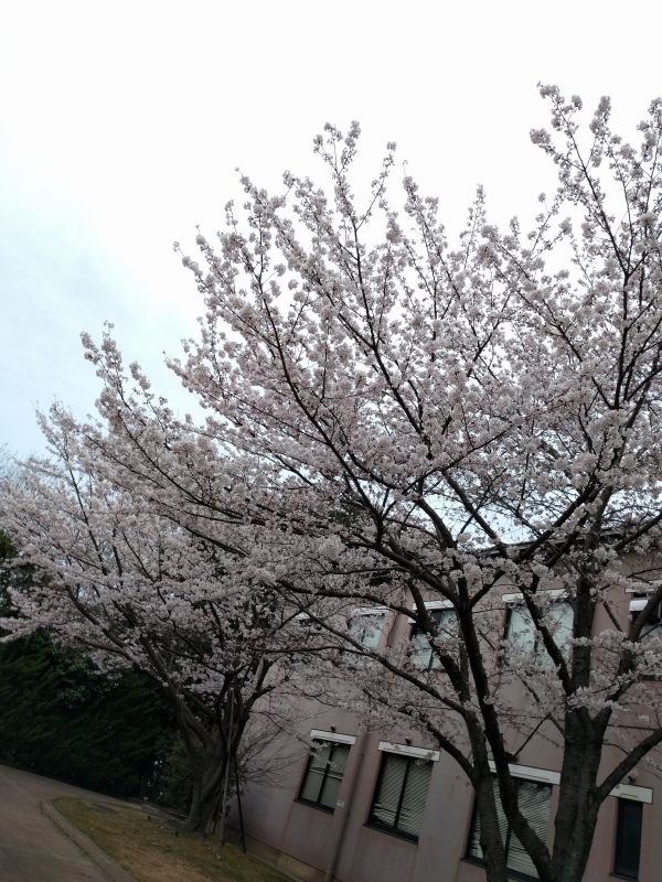 敷地内の桜