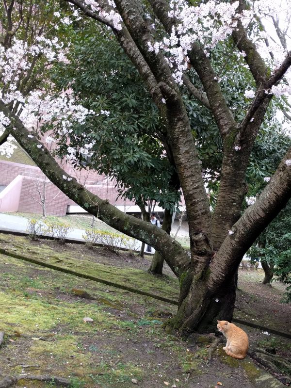猫と桜