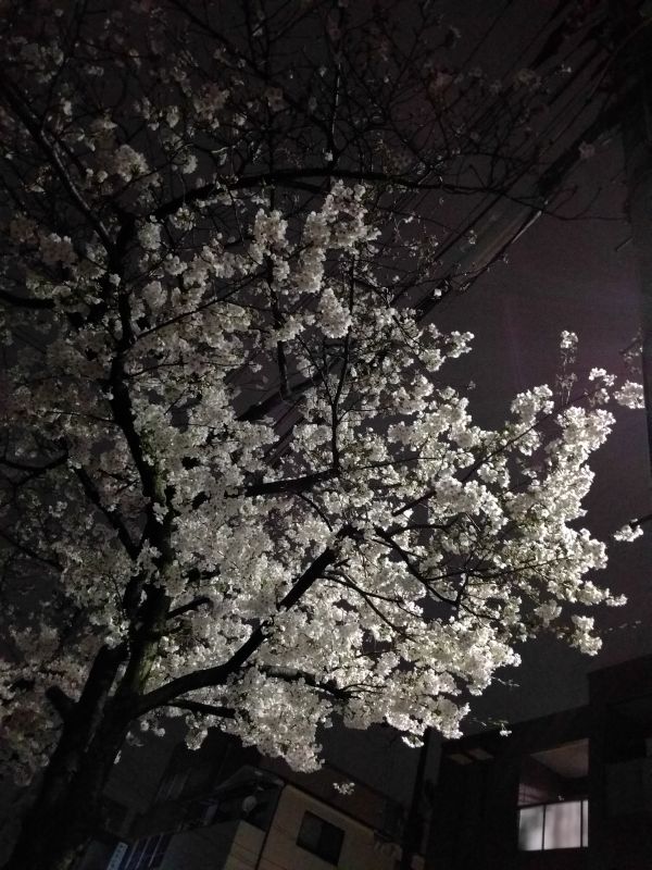 近所の桜