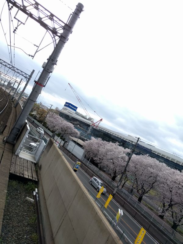 今年の桜２