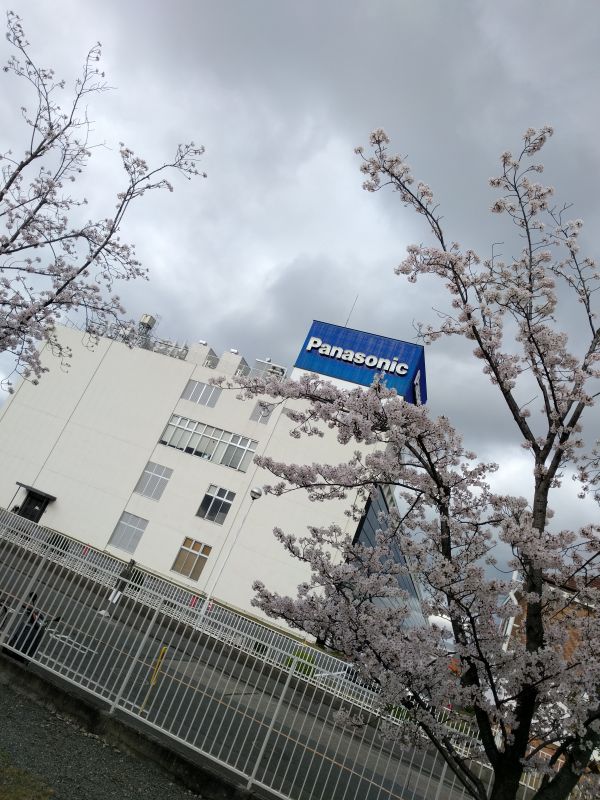 P社と桜