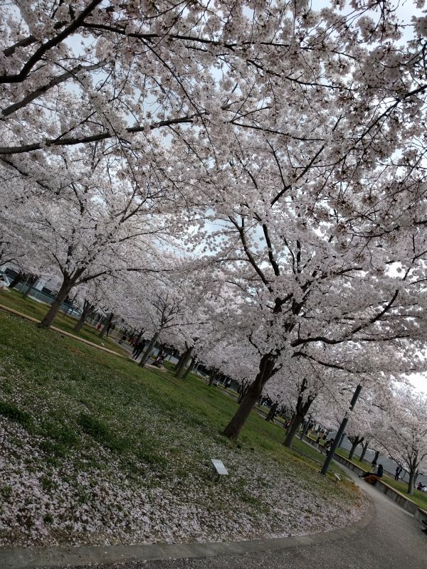 広場内の桜