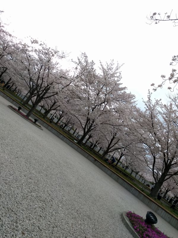広場内の桜