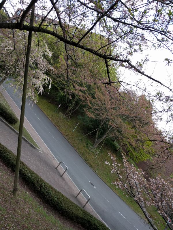 今季の桜
