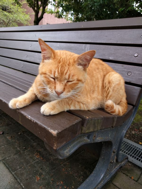 本日の看板猫