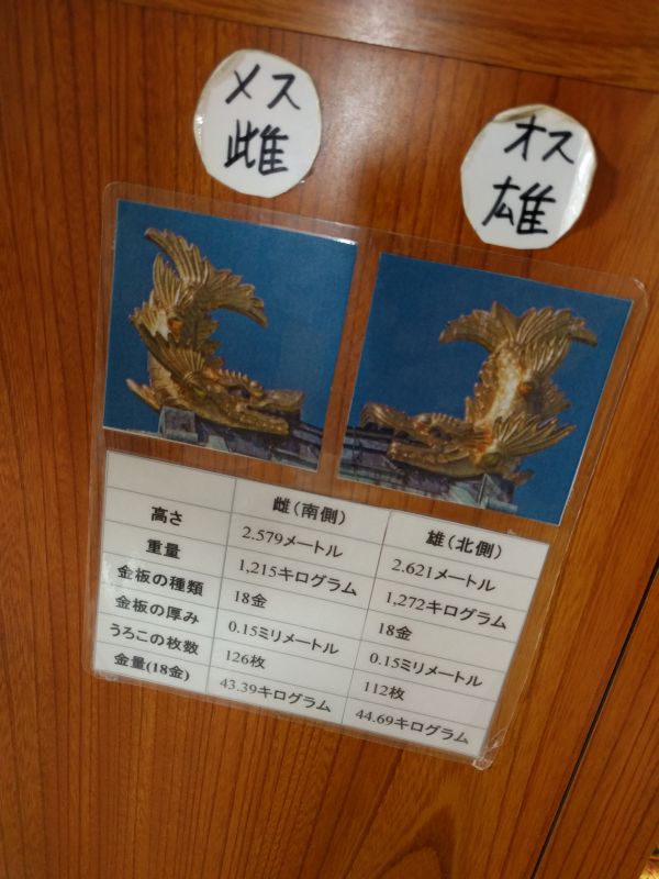 しゃちほこの雄雌