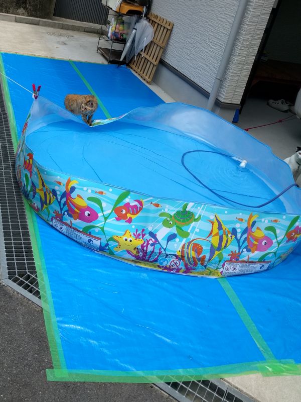 いたずらする猫