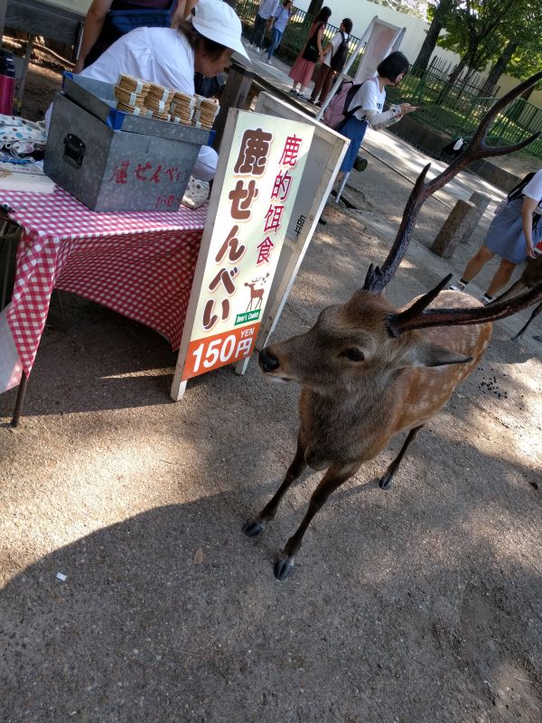 奈良の鹿