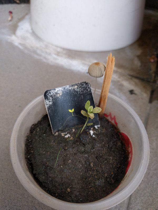 花＊花の種(46日目朝)