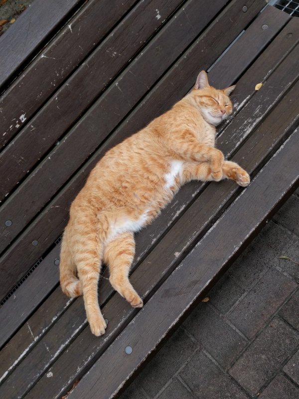 本日の看板猫