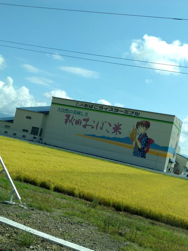 秋田のおばこ米