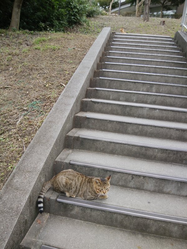 本日の看板猫