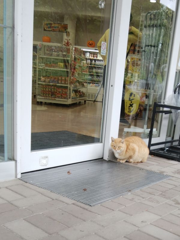 本日の看板猫