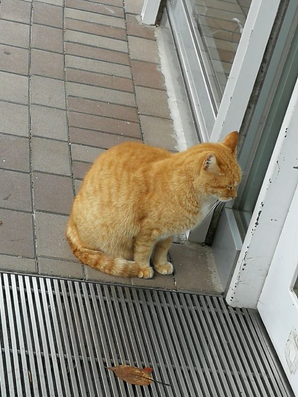 本日の看板猫