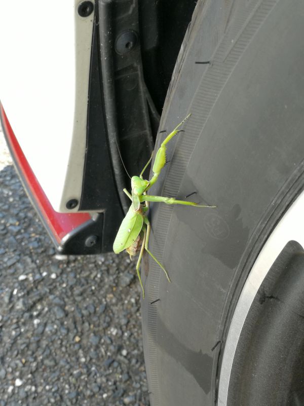 カマキリ