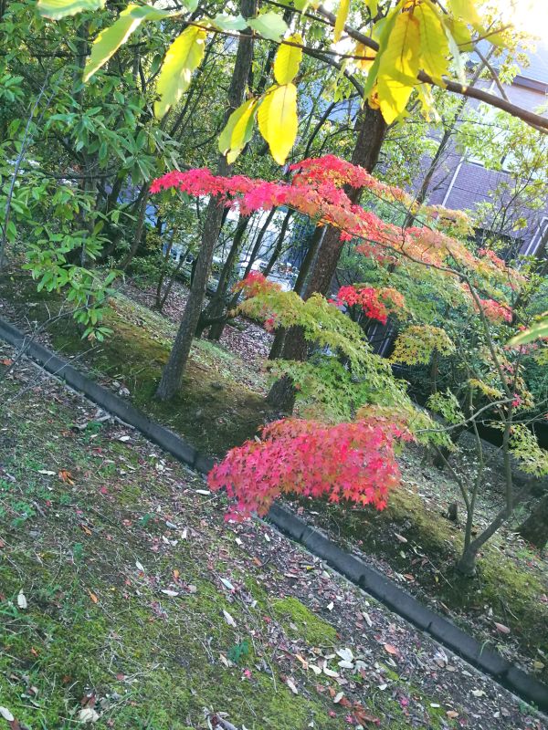 道端の紅葉