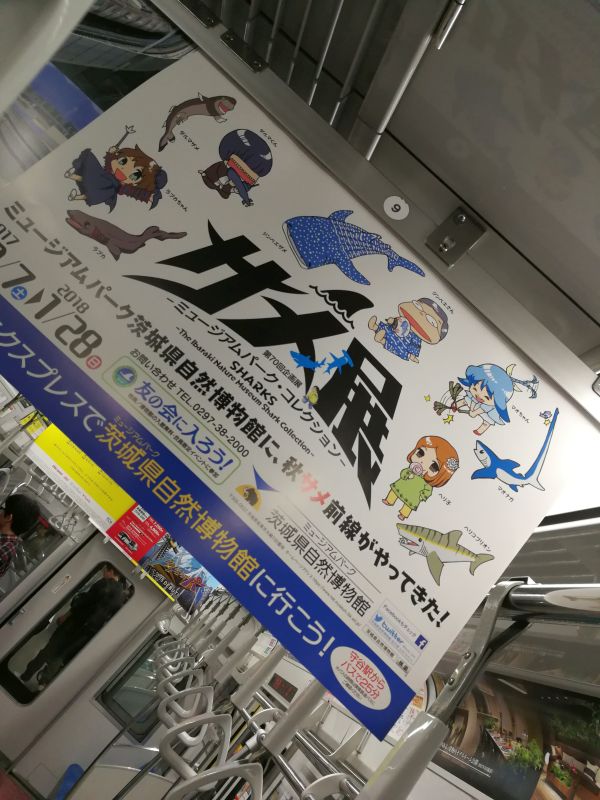 サメ展