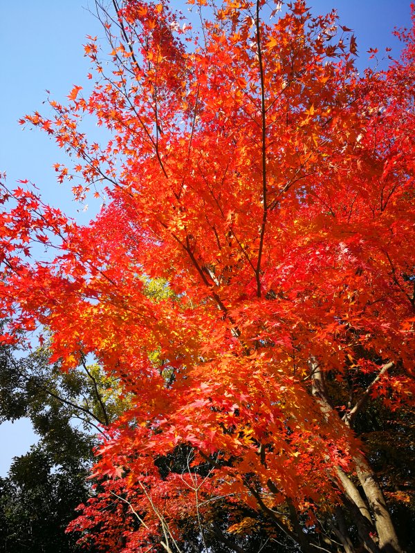 仕事場の紅葉