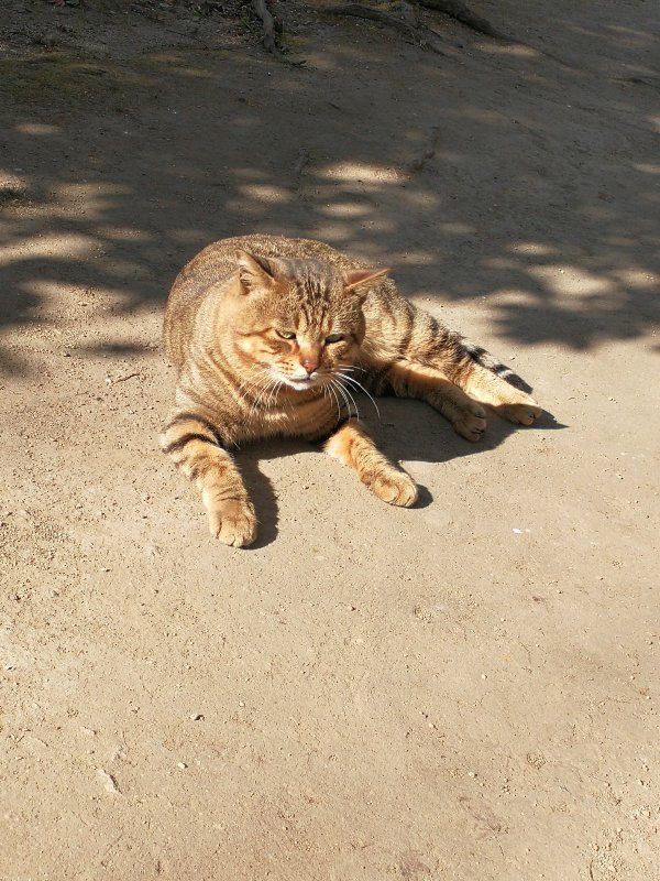 本日の看板猫２