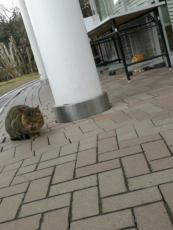 本日の看板猫