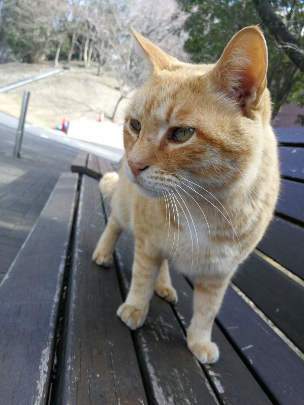 本日の看板猫