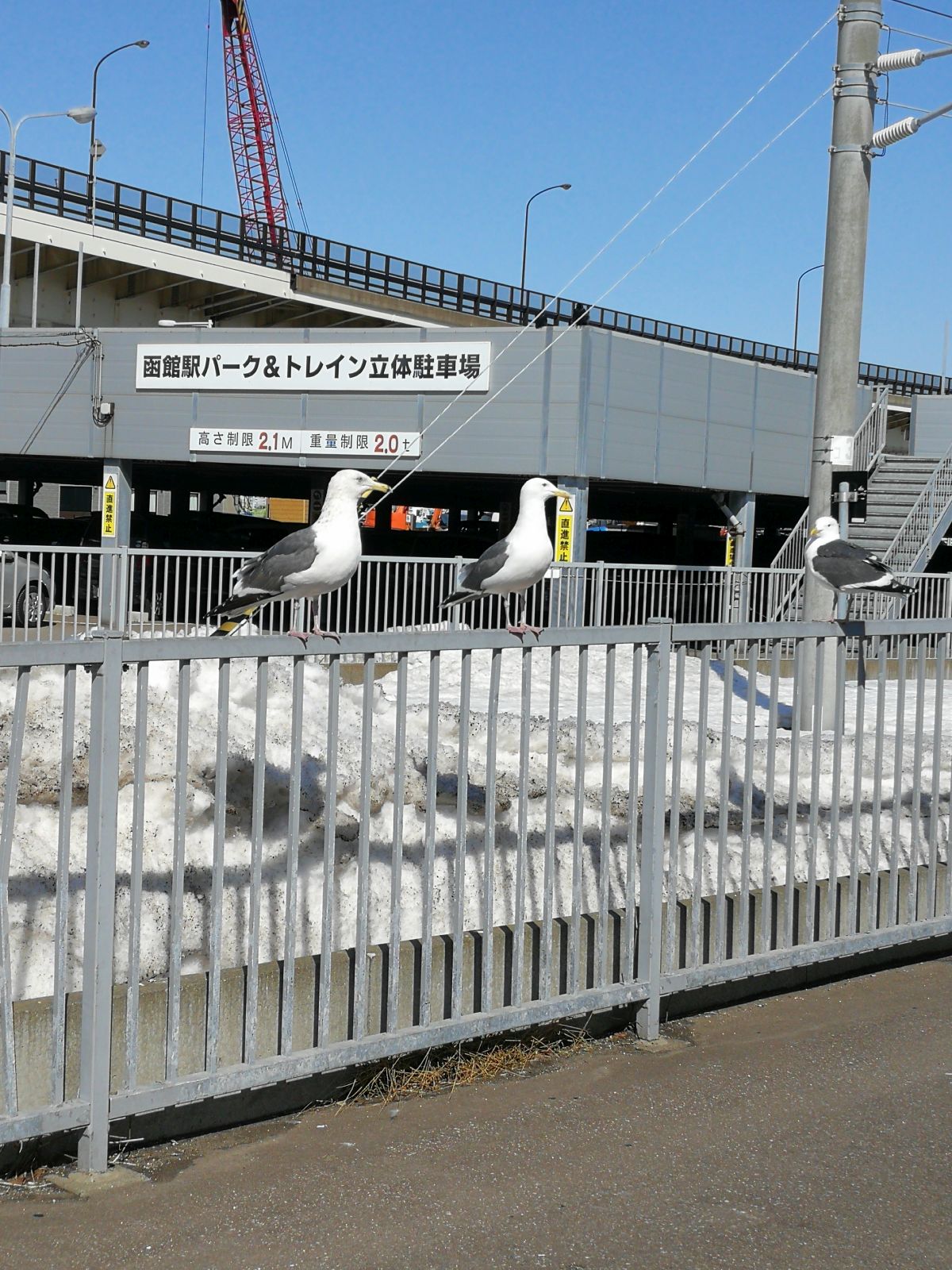 海鳥撮影会