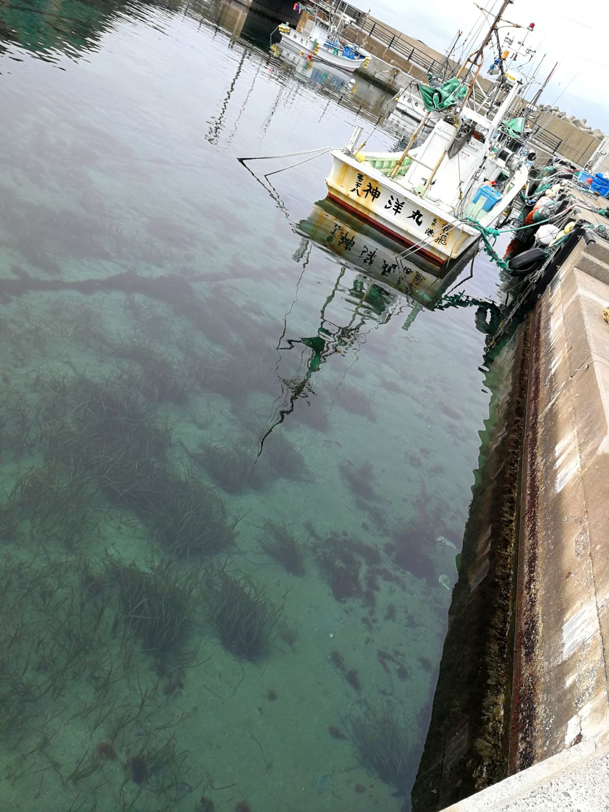 漁港の海