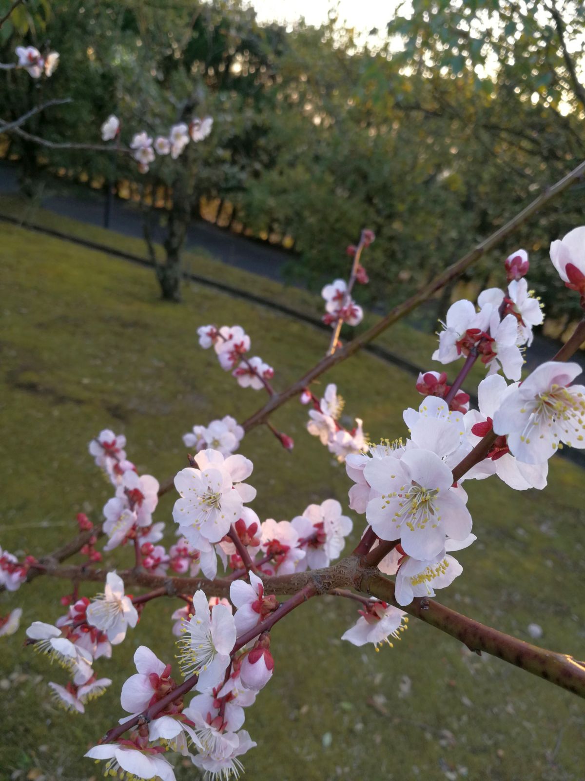 梅の花