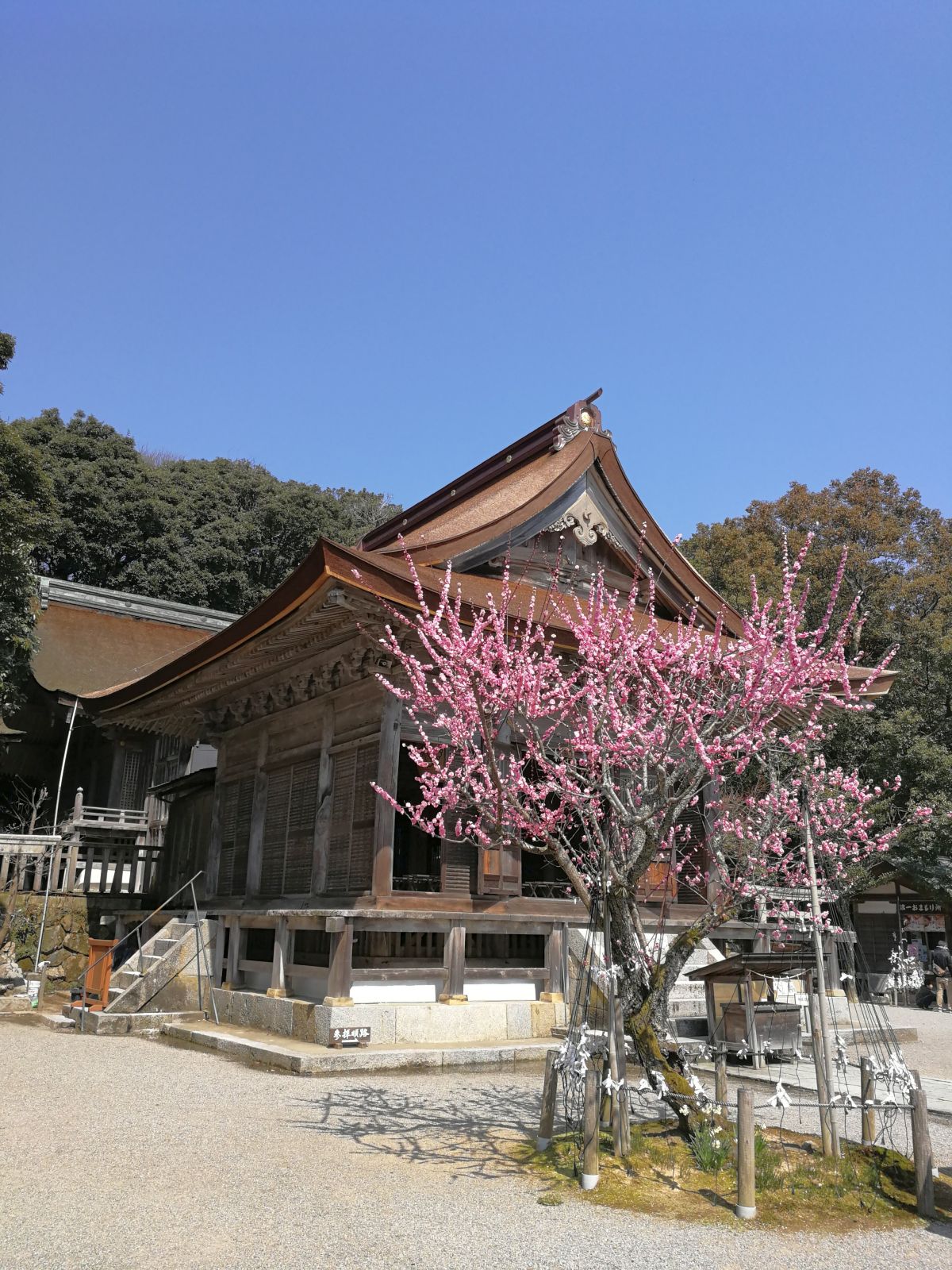 本殿と梅