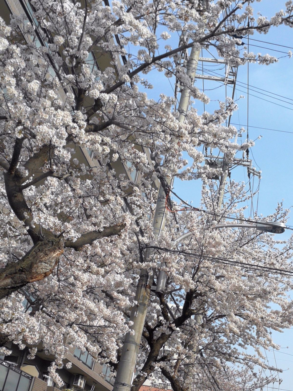 近所の桜