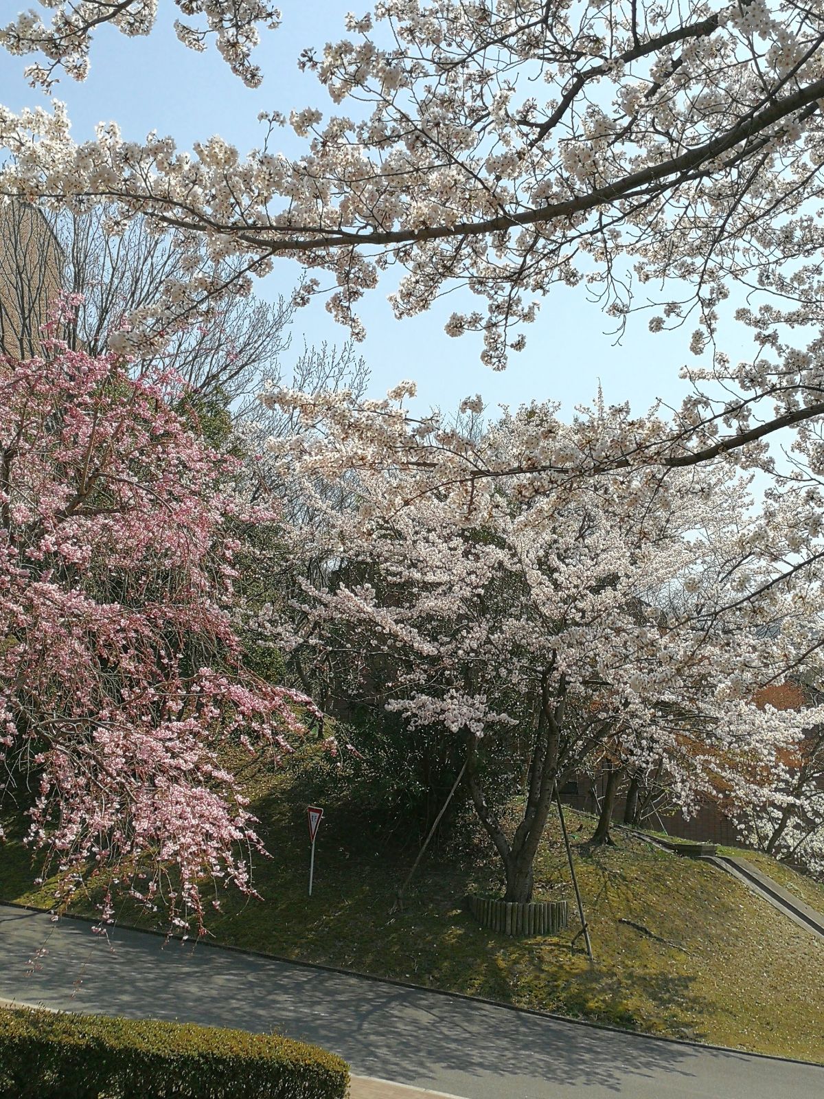 仕事場の桜