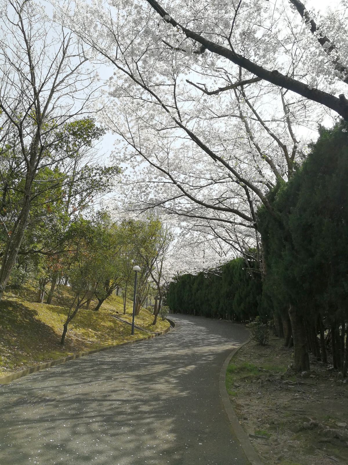 仕事場裏の桜