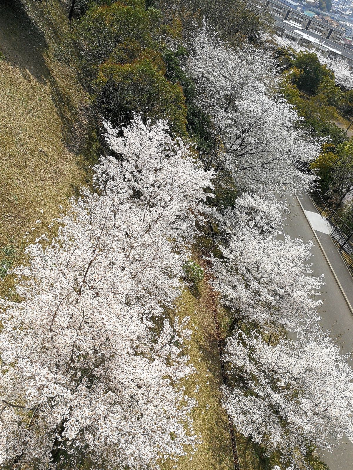 上から見る桜