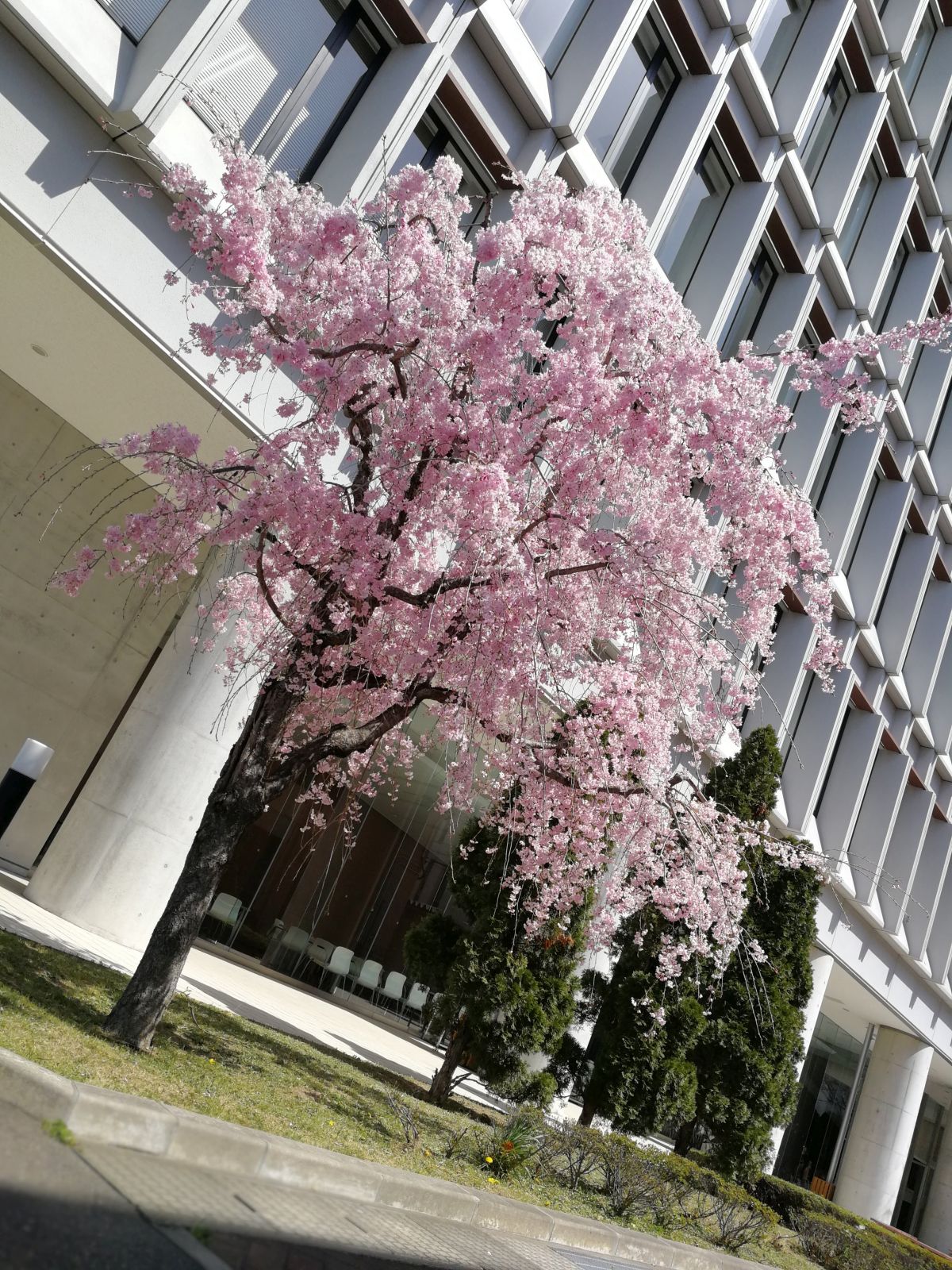 仕事場の桜