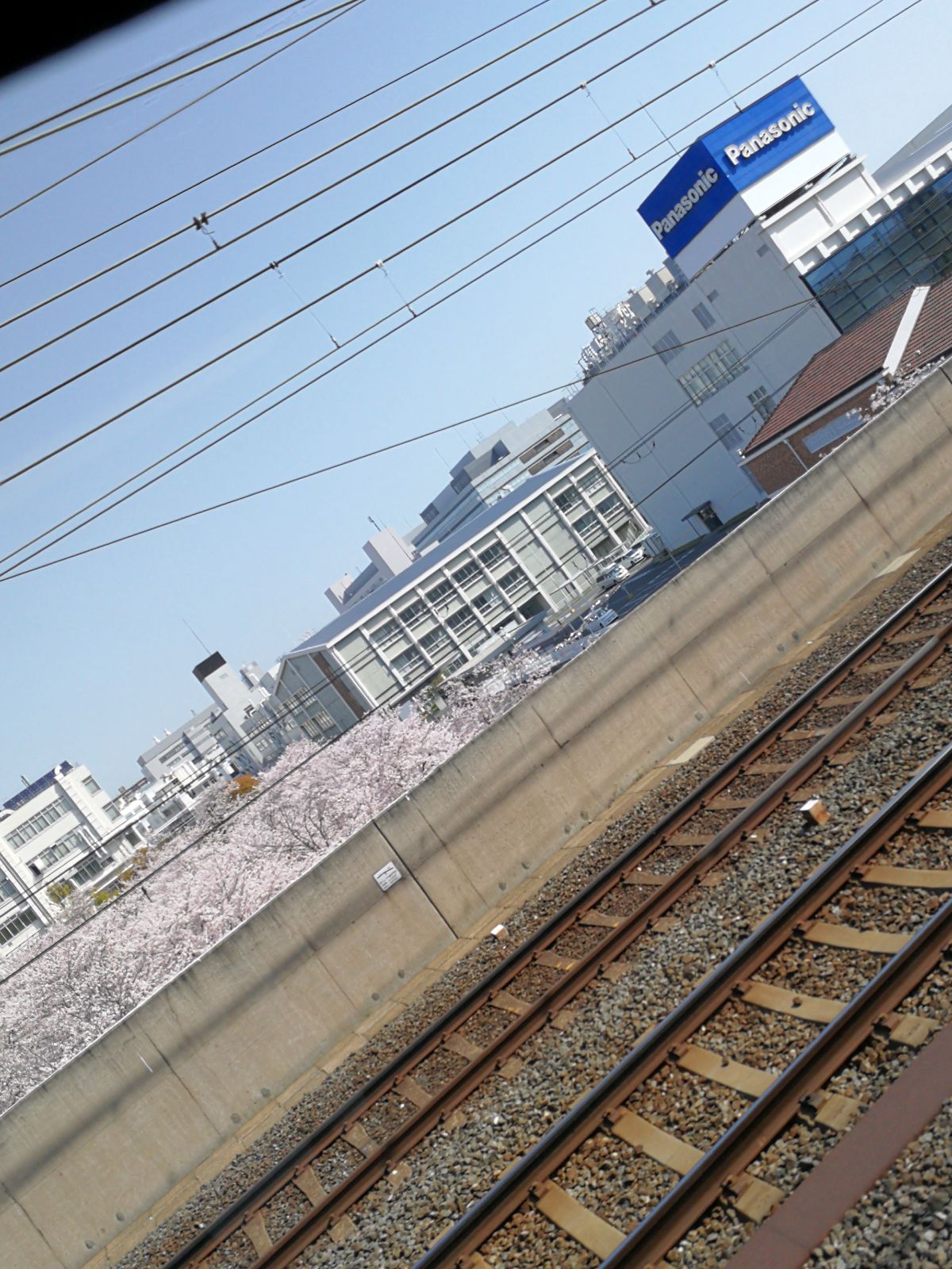Panasonic横の桜
