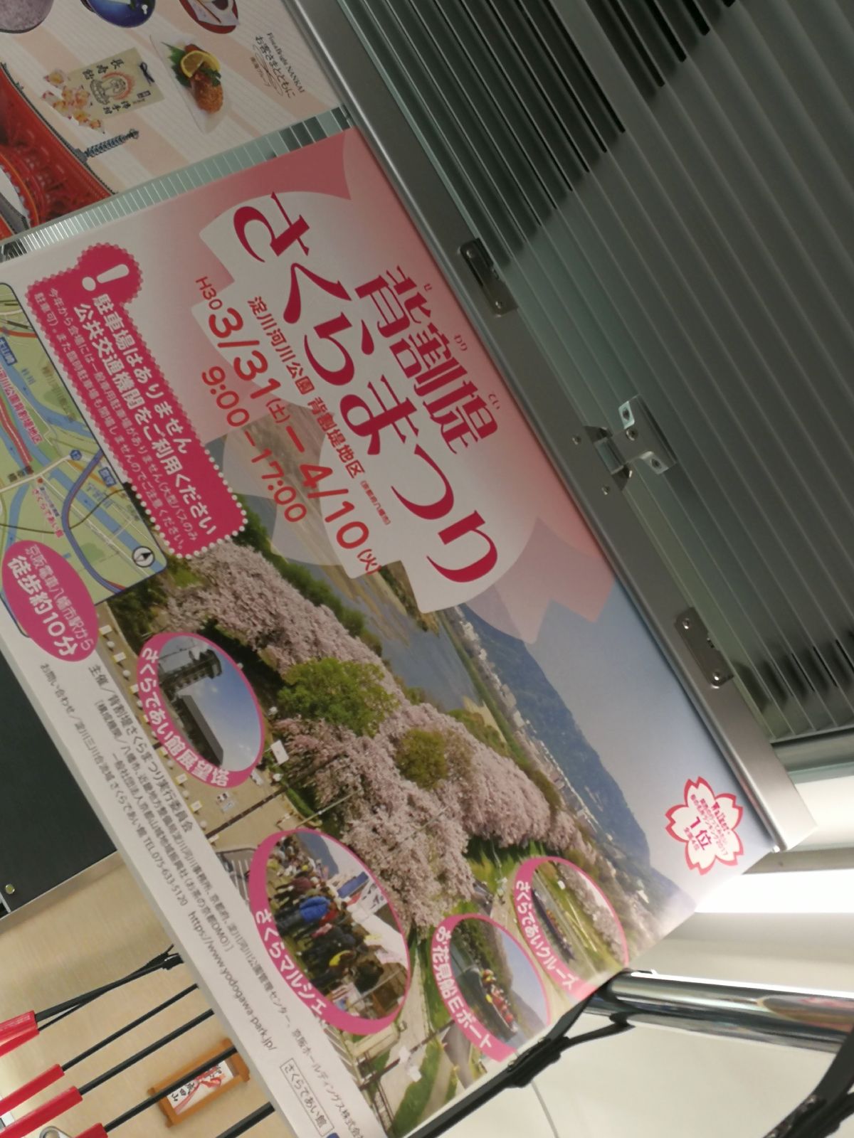 背割堤さくらまつり
