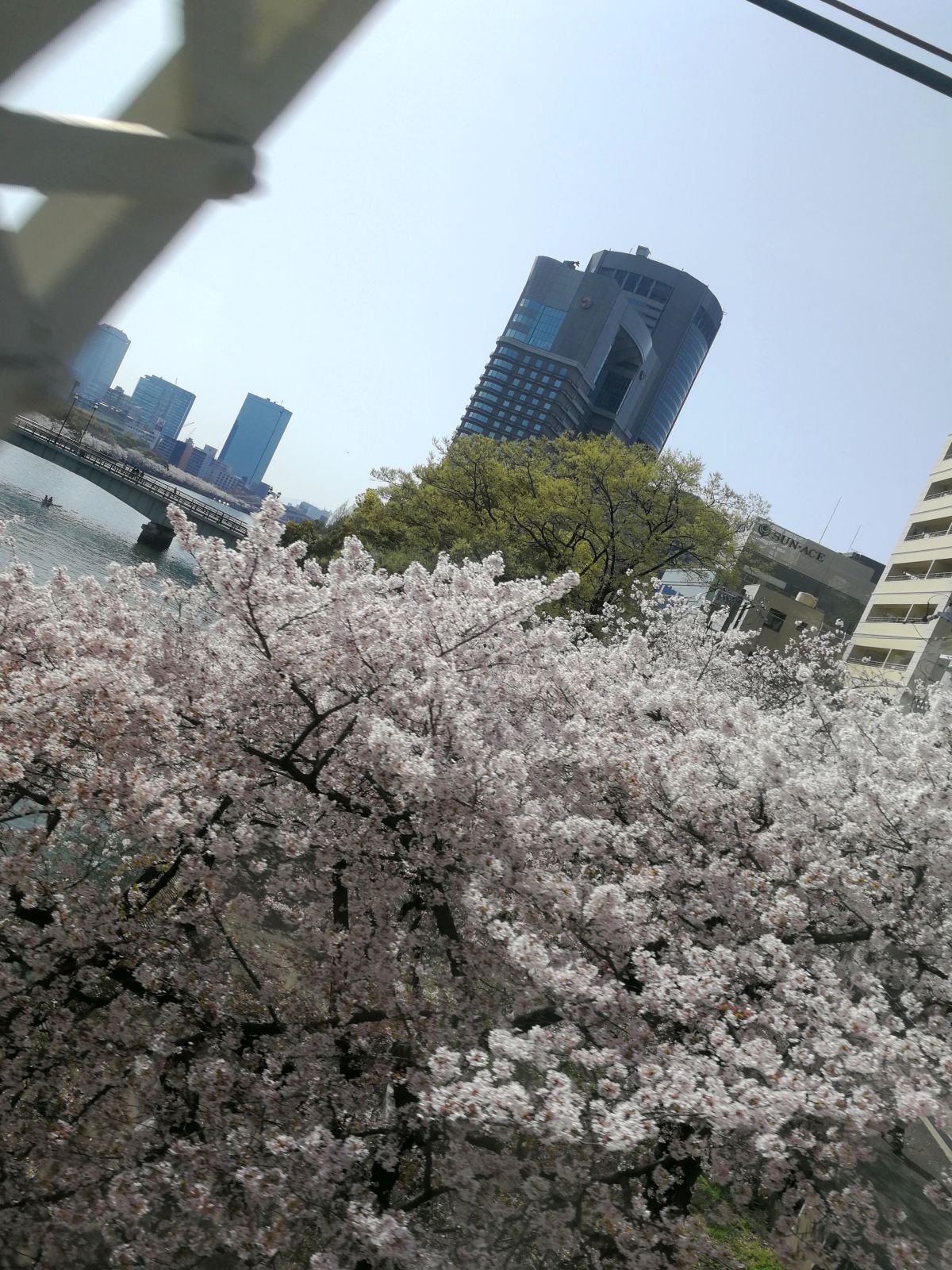 桜ノ宮の桜