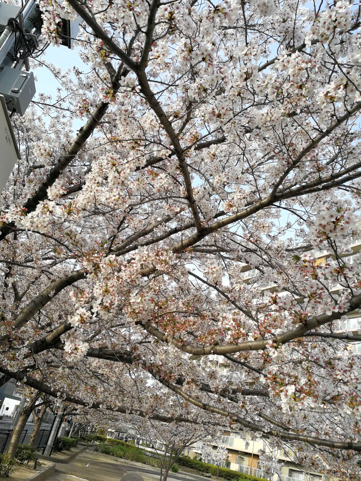 近所の桜